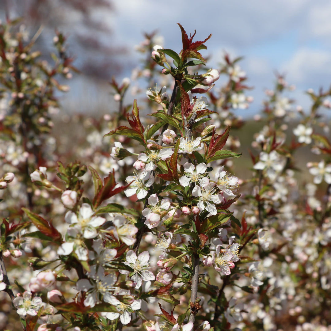Easy As Pie® Bush Cherry (Prunus x)