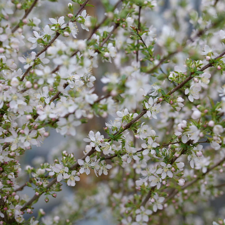 Easy As Pie® Bush Cherry (Prunus x)