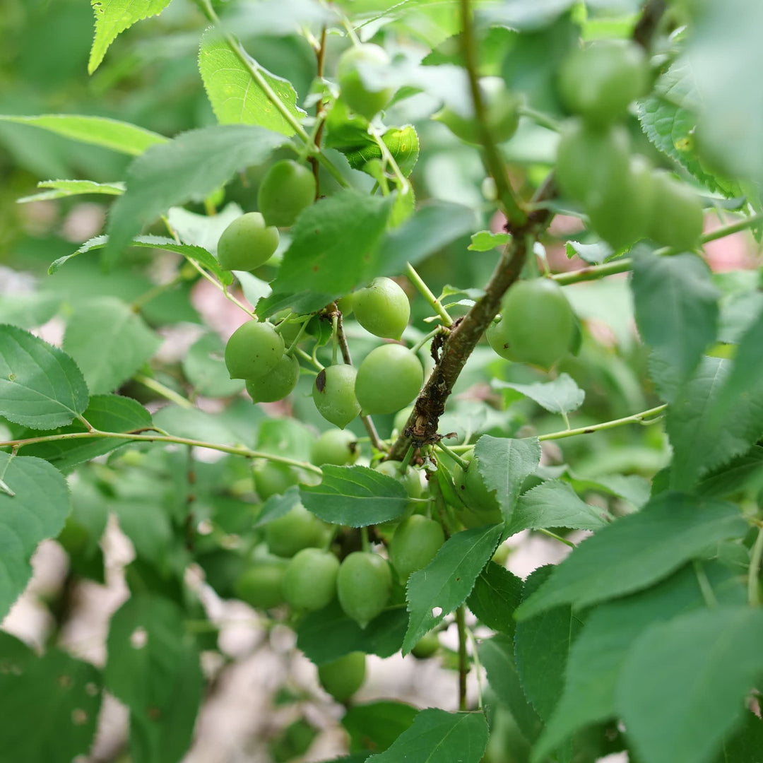 Easy As Pie® Bush Cherry (Prunus x)