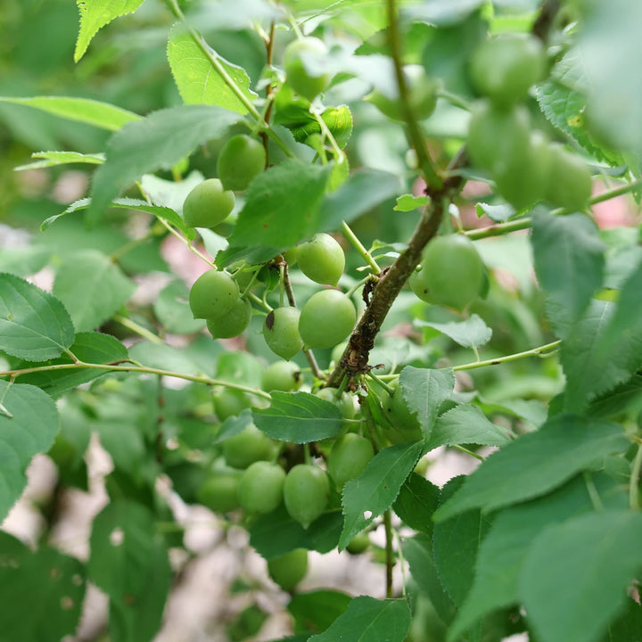 Easy As Pie® Bush Cherry (Prunus x)