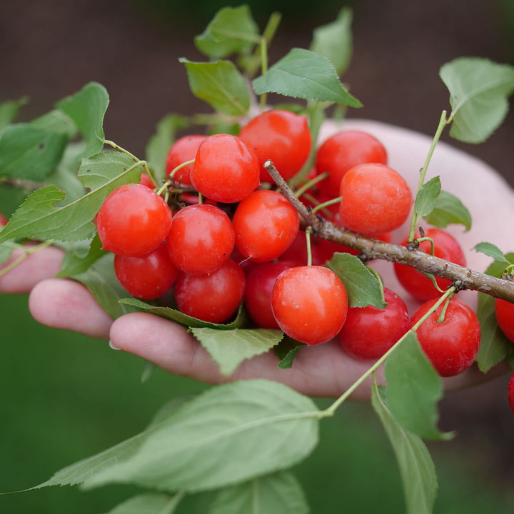 Easy As Pie® Bush Cherry (Prunus x)