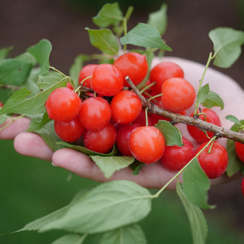 Bush Cherry | Easy As Pie® | Proven Winners® Shrubs – Proven Winners ...