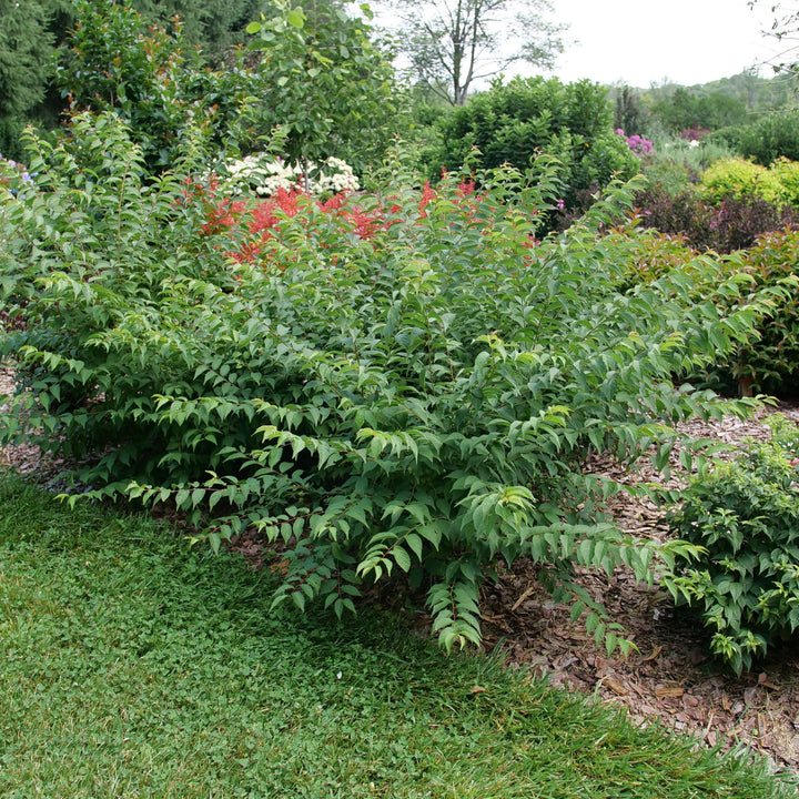 Easy As Pie® Bush Cherry (Prunus x)