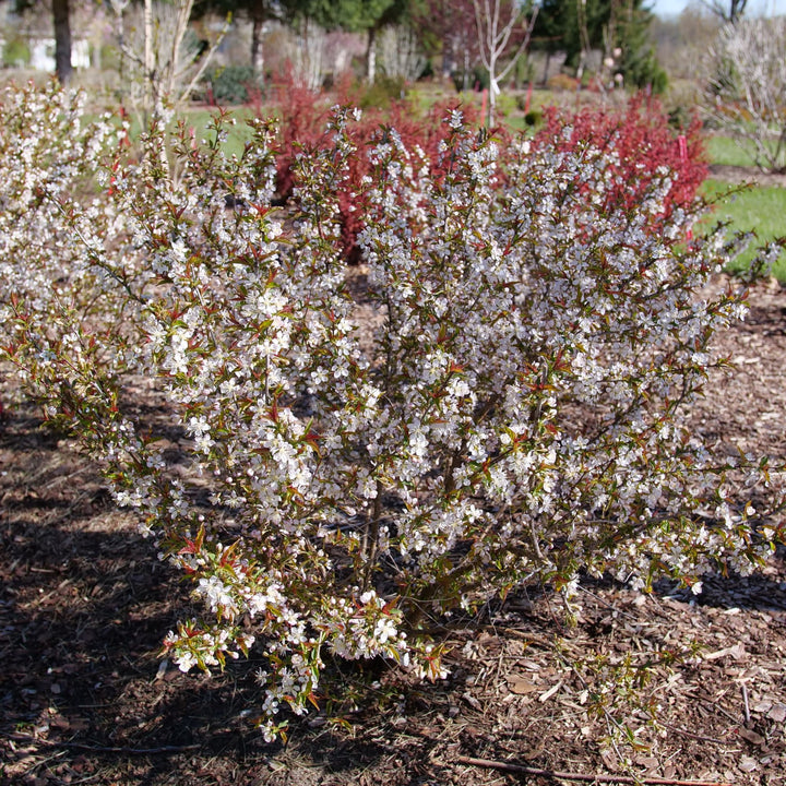 Easy As Pie® Bush Cherry (Prunus x)