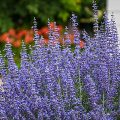 'Denim 'n Lace' Russian Sage in focus.