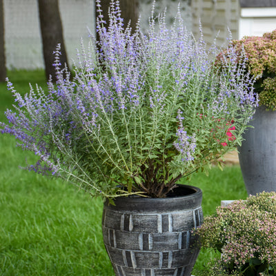 'Denim 'n Lace' Russian Sage in use.