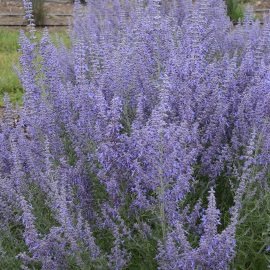 'Denim 'n Lace' Russian Sage (Perovskia atriplicifolia)