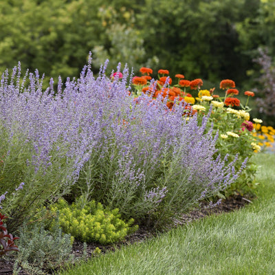 'Denim 'n Lace' Russian Sage in use.