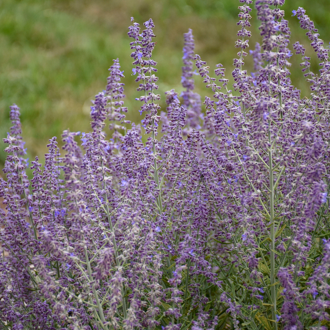 russian lavender plant Russian Sage | 'Sage Advice'