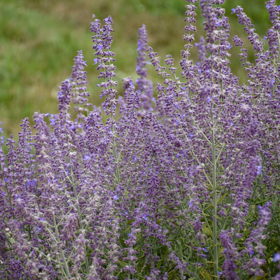 'Sage Advice' Russian Sage up close.