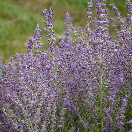 'Sage Advice' Russian Sage (Perovskia atriplicifolia)