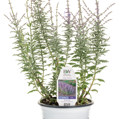 'Sage Advice' Russian Sage in container.