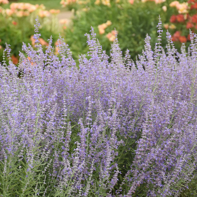 'Sage Advice' Russian Sage in focus.