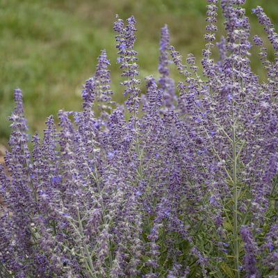 'Sage Advice' Russian Sage in focus.