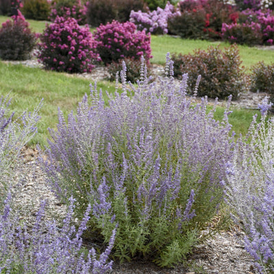 'Sage Advice' Russian Sage in use.