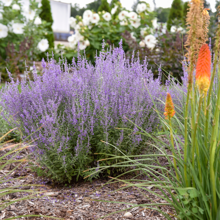 sage lavender plant Russian Sage | 'Sage Advice'