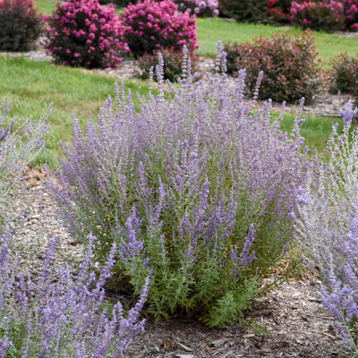 'Sage Advice' Russian Sage in use.