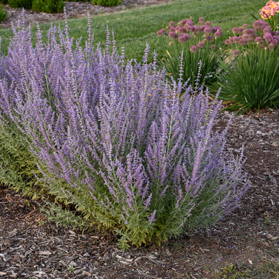 'Sage Advice' Russian Sage in use.