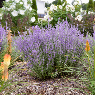 'Sage Advice' Russian Sage in use.