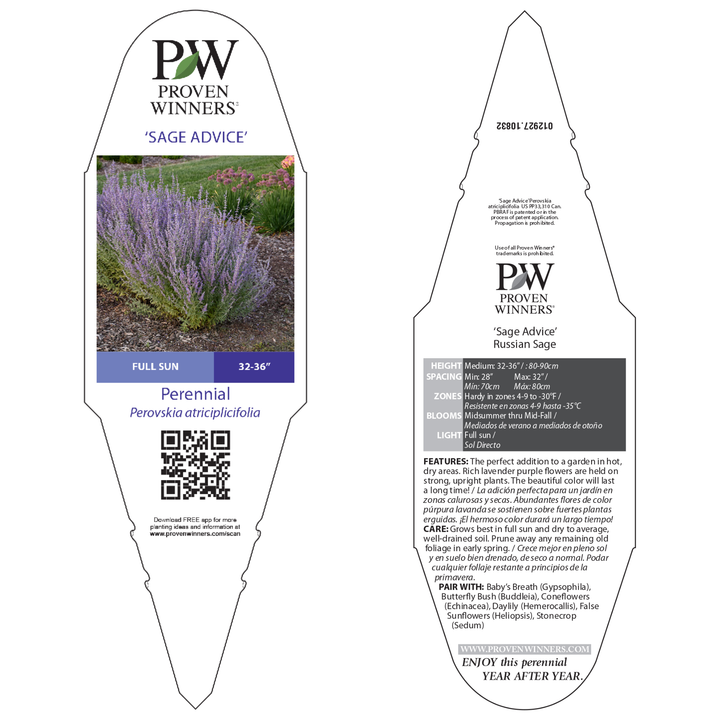 plant showdown russian sage v lavender Russian Sage | 'Sage Advice'
