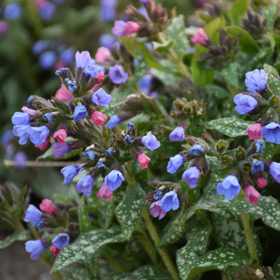 'Pink-a-Blue' Lungwort up close.