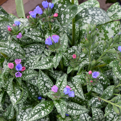 'Pink-a-Blue' Lungwort up close.