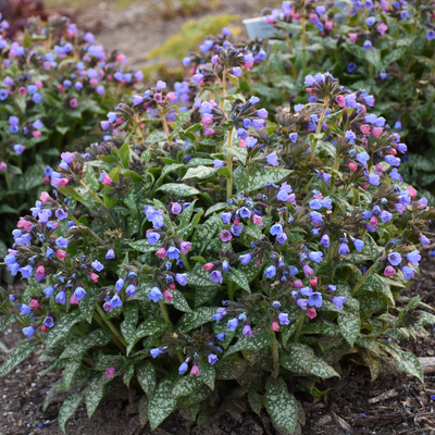 'Pink-a-Blue' Lungwort in focus.