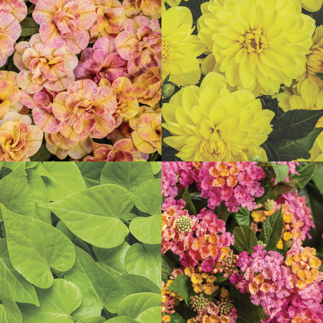 palmer plants Palmer