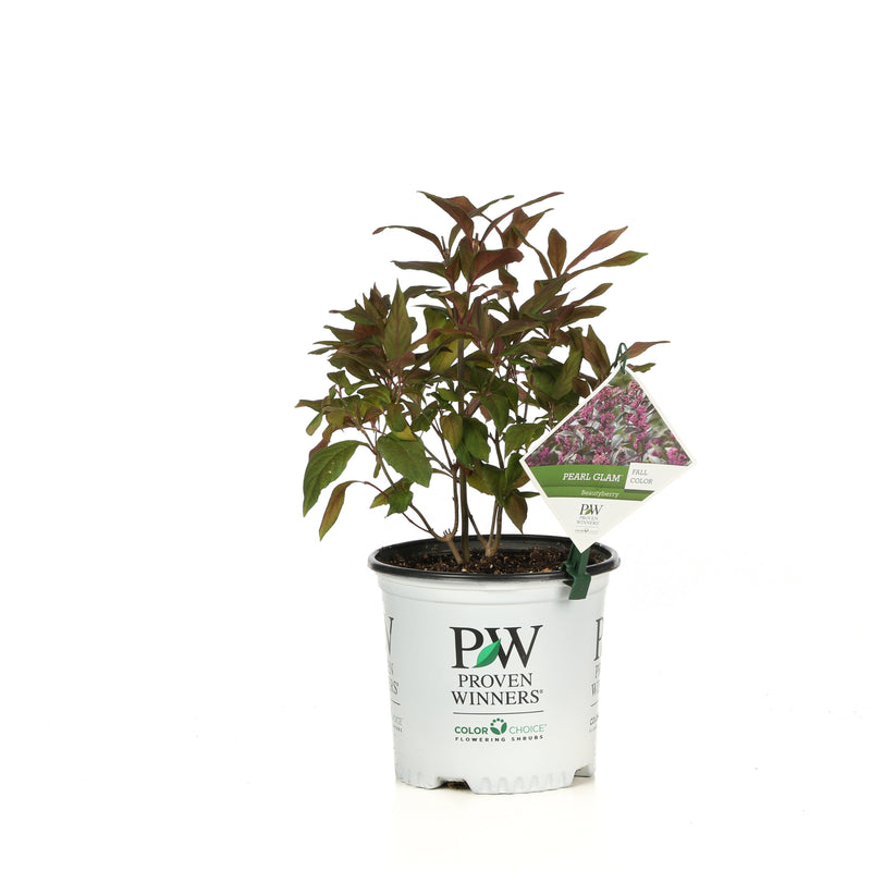 Pearl Glam® Beautyberry (Callicarpa x)