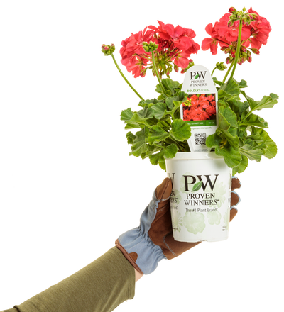 Boldly® Coral Geranium (Pelargonium) - New Proven Winners® Variety 2024