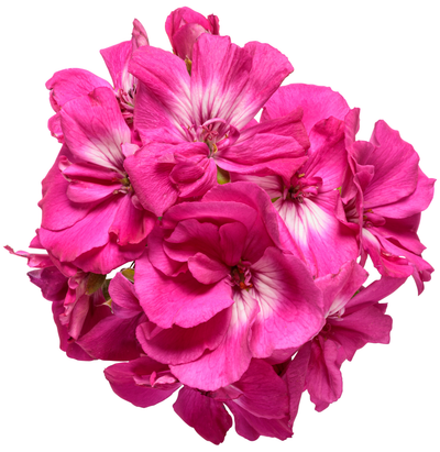 Boldly® Hot Pink Geranium (Pelargonium)