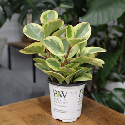 leafjoy littles™ Sweet and Sour™ (Peperomia obtusifolia) - New Proven Winners® Product 2024