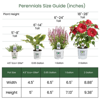 Beardtongue | 'Midnight Masquerade' | Proven Winners® Perennials ...