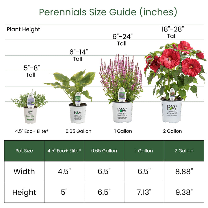 夢PLANTS　柳緑花紅　ラプラス Rocket's Red Glare Red Hot Poker – LandscapeDirect