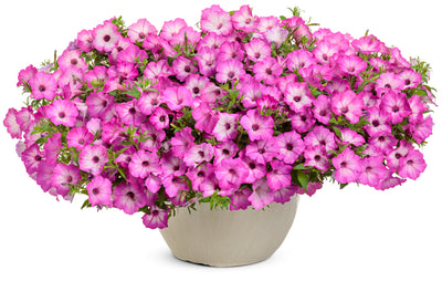 Supertunia Tiara™ Pink (Petunia) - New Proven Winners® Variety 2024