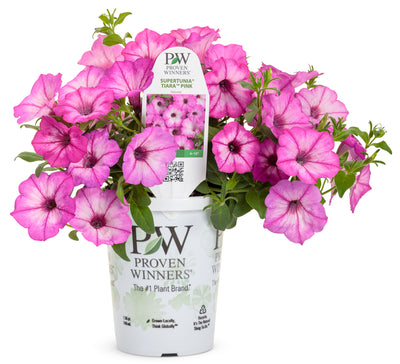 Supertunia Tiara™ Pink (Petunia) - New Proven Winners® Variety 2024