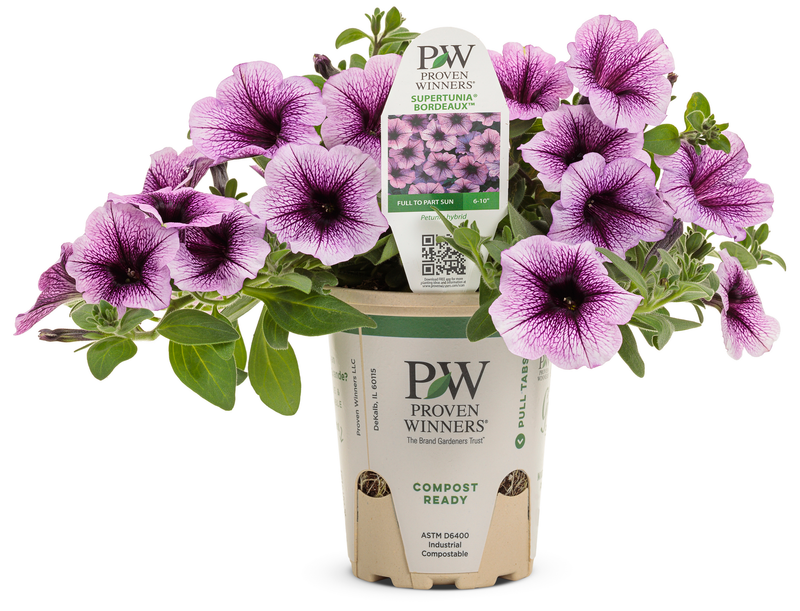 Supertunia® Bordeaux™ (Petunia hybrid)