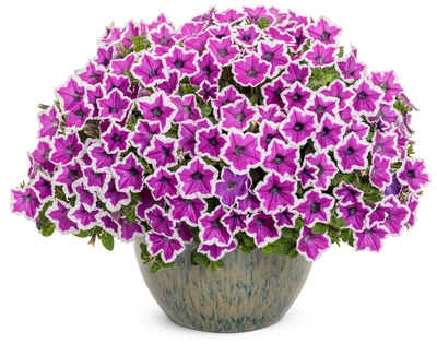 Supertunia® Hoopla™ Vivid Orchid™ (Petunia hybrid) - New Proven Winners® Variety 2024