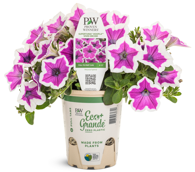 Supertunia® Hoopla™ Vivid Orchid™ (Petunia hybrid) - New Proven Winners® Variety 2024