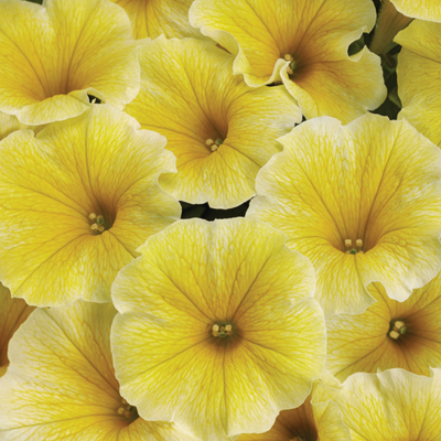Supertunia® Saffron Finch™ (Petunia) - New Proven Winners® Variety 2024