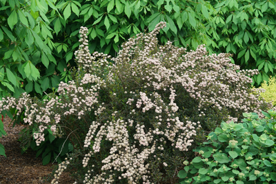 Tiny Wine® Ninebark (Physocarpus)