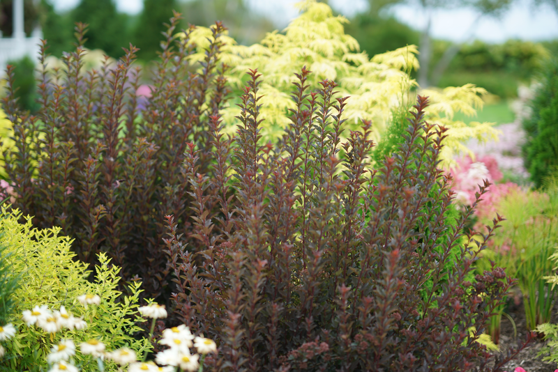 Tiny Wine® Ninebark (Physocarpus)