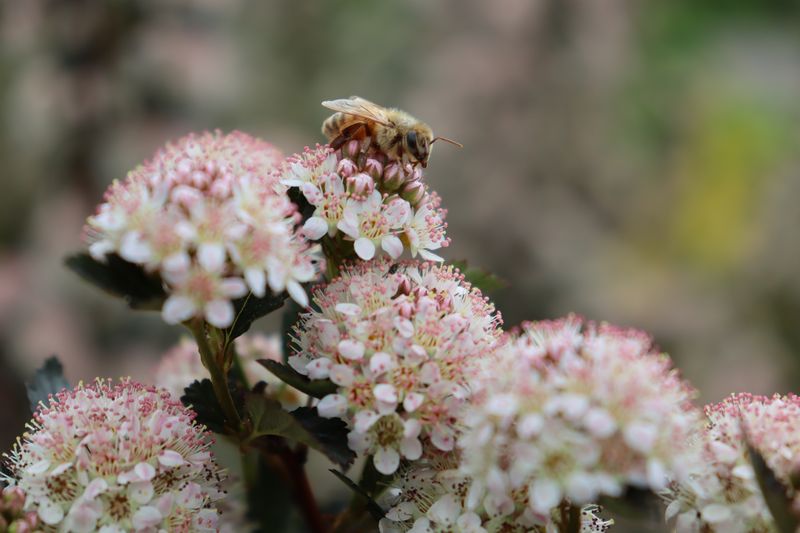 Tiny Wine® Ninebark (Physocarpus)