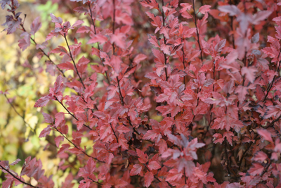 Tiny Wine® Ninebark (Physocarpus)