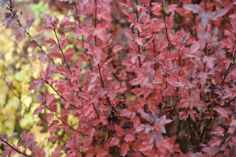 Tiny Wine® Ninebark (Physocarpus)