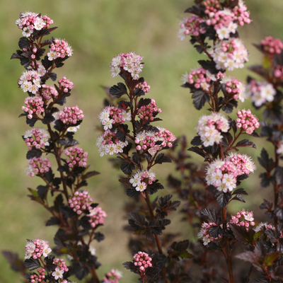 Tiny Wine® Ninebark (Physocarpus)