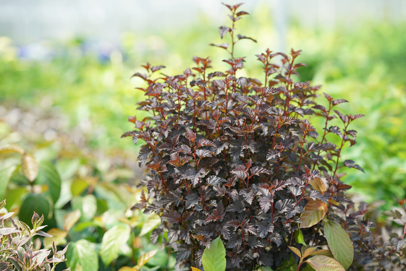 Summer Wine® Black Ninebark (Physocarpus)