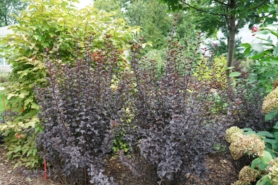 Summer Wine® Black Ninebark (Physocarpus)