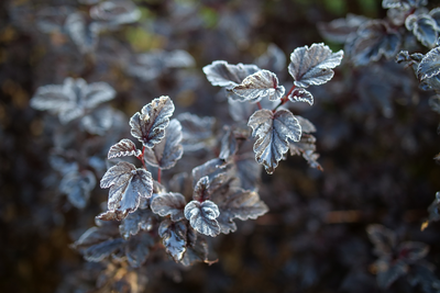 Summer Wine® Black Ninebark (Physocarpus)