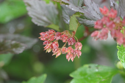 Summer Wine® Black Ninebark (Physocarpus)